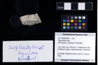 Foto (Objekt + Etikett) von Paguroidea indet.  (NHMW-GEO-2017-0089-0056)